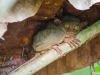 Tarsier de Bohol