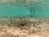 Requin El Nido big lagoon