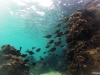 Banc de poissons à El Nido Tour A