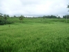 Ubud  - rizière aux alentours