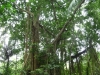 Ubud  - Monkey Forest : arbres immenses