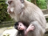Ubud  - Monkey Forest : macaque