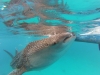 Requin Baleine à Oslob, Philippines