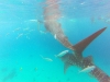 Que de requin Baleine à Oslob, Philippines