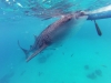 Requin Baleine près du bateau