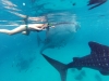 Requin Baleine arrivant par derrière