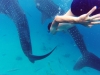 Plonger avec un requin baleine