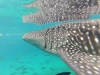 Requin baleine vu de près