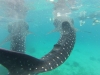 Deux requins baleine en même temps