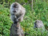 Les singes du matin, comme d\'habitude