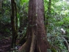 Après les plaines et les rochers, la forêt tropicale