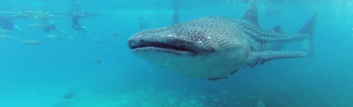 Requin Baleine - Oslob Philippines