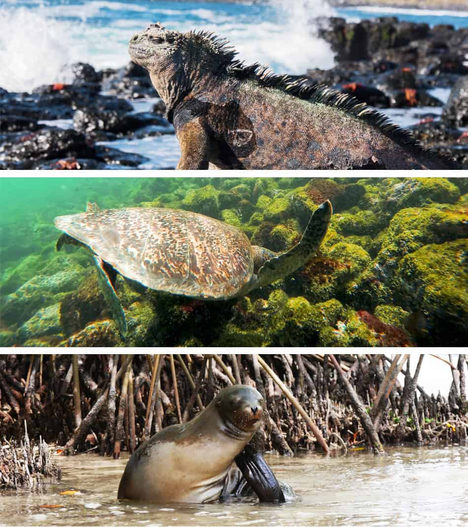 Galapagos - Excursion Pinzon avec tortues, iguanes et raies