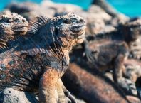 Voyage Iles Galapagos