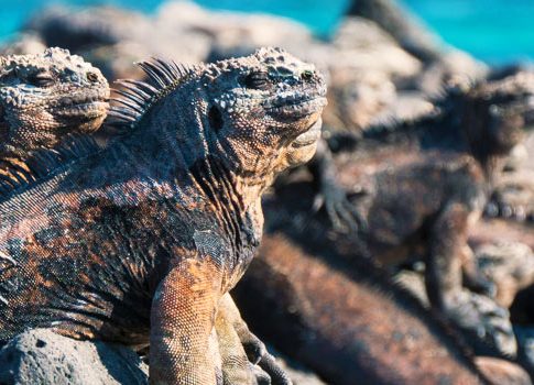 Voyage Iles Galapagos