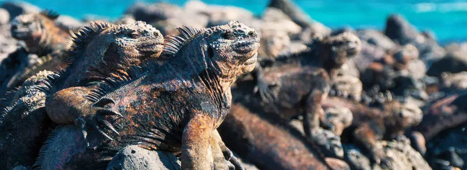 Voyage Iles Galapagos