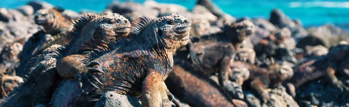 Voyage Iles Galapagos