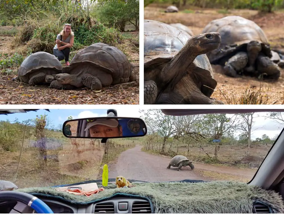 Tortues géantes Galapagos Rancho Primicias