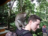 Ubud  - Monkey Forest : singe