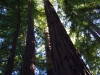 Forêt de sequoias, big sur