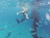 Nager avec un requin baleine